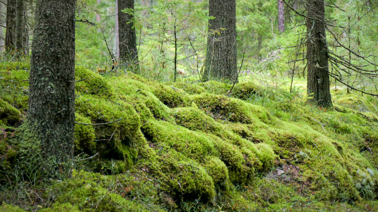 Havumetsää ja sammaleella peittyneitä kiviä.