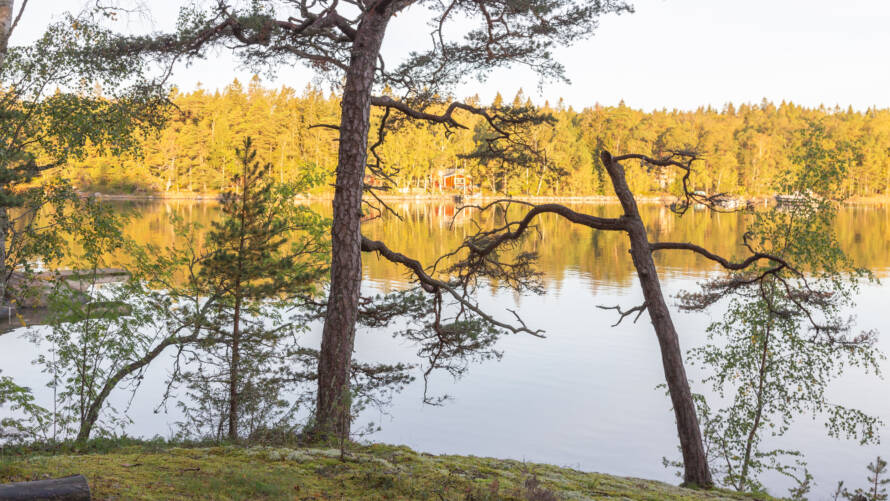 Järvimaisema ja mäntyjä kallion päällä. 