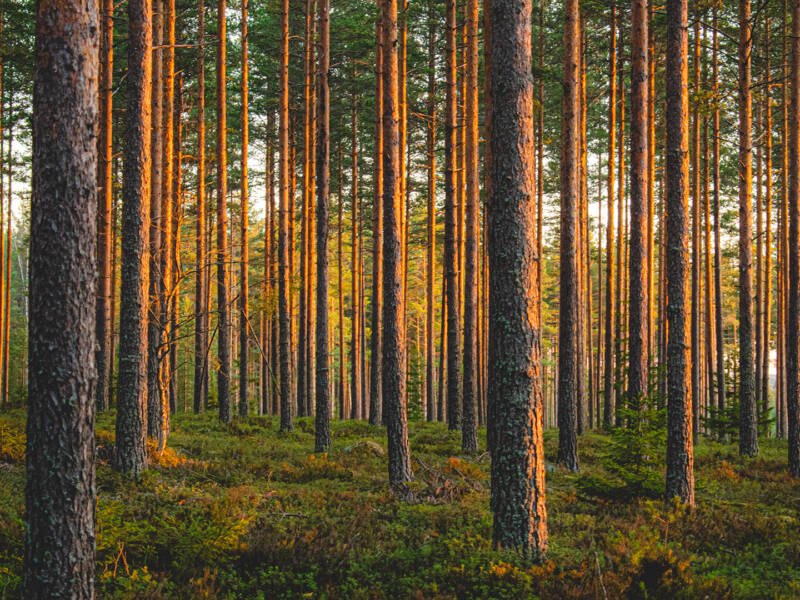 Tiheää mäntymetsää.